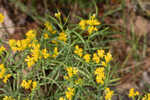 Flat-top goldentop